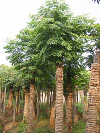 ޽Ͳ-Ͳl(f)Һ꾰ľ-(yu)