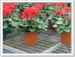 紲W(wng)  ꖾW(wng) ȫW(wng) 紲