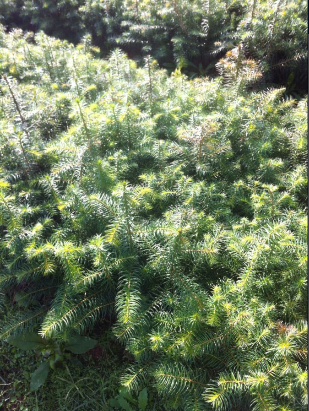 ɼС硢ɼľľС