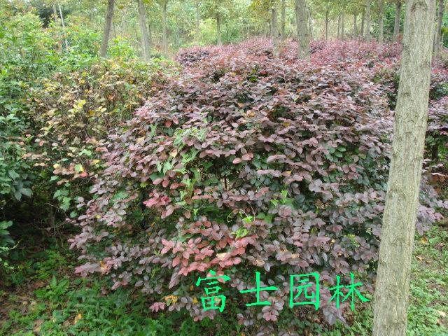 ͺGľ-t~ʯ-t~ʯ-ľ-N