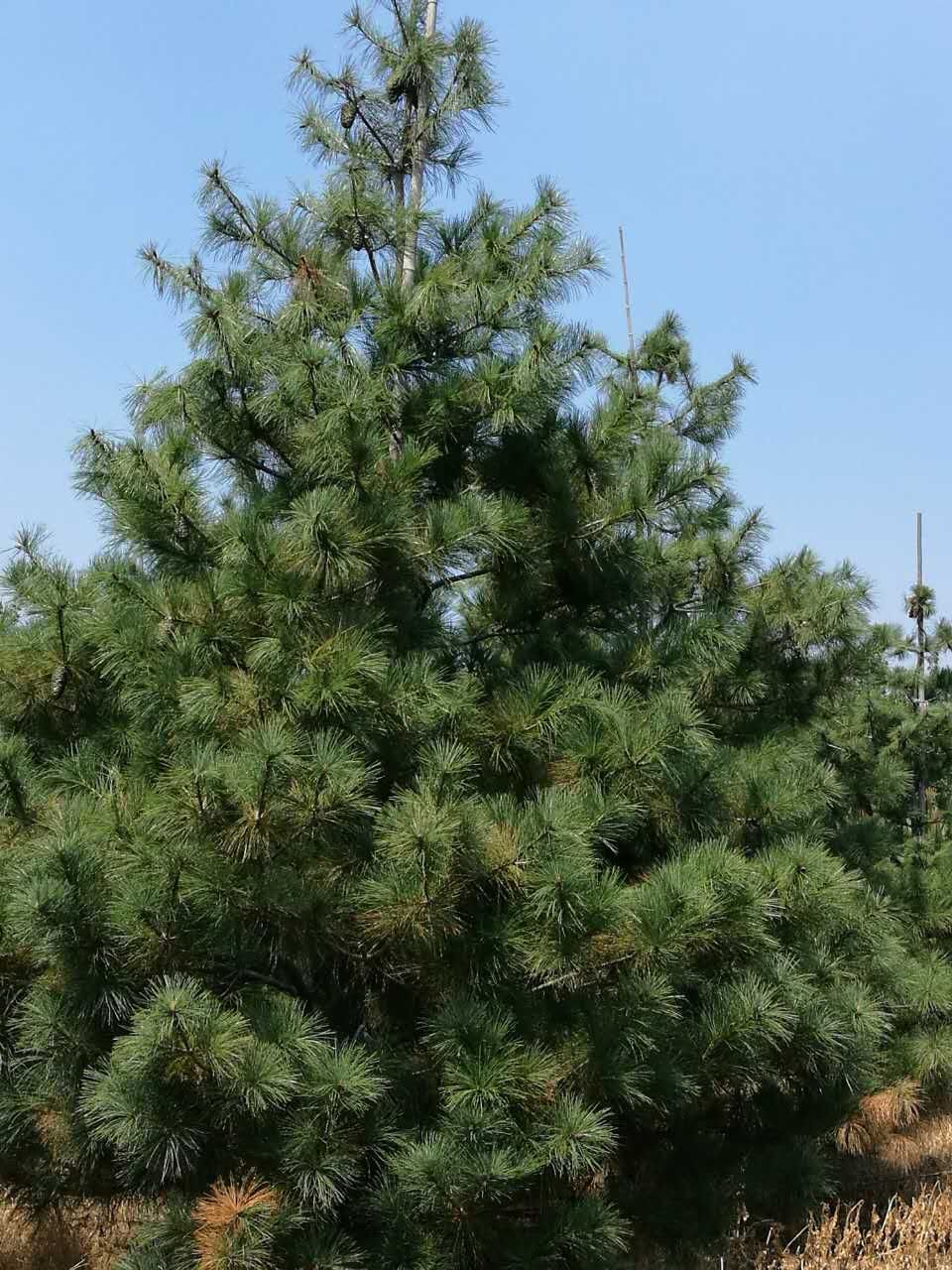 AɽɃrAɽɻءAɽС硢Aɽɘ