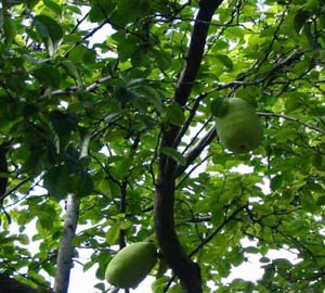 ľ, 𻨣磨 Gľ-ľ