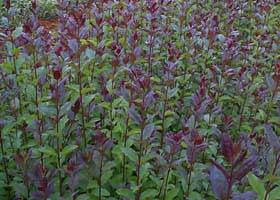 金葉女貞-小葉女貞-紅葉小檗-紫葉女貞