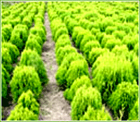 灑金柏等苗木-綠化苗木