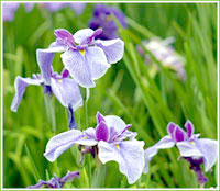 美人蕉,蔥蘭 ,麥冬 ,鳶尾 等綠化苗木