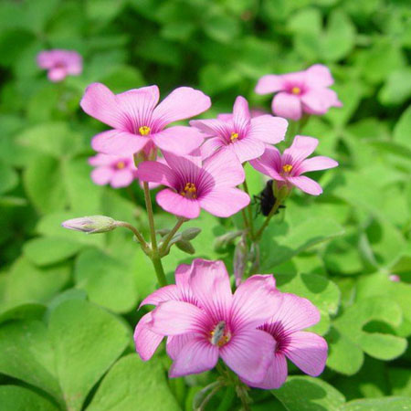 紅花酢漿草別名紅花草,太陽花