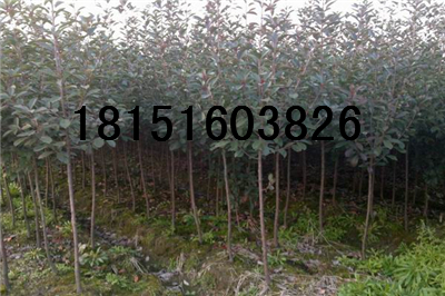 3公分紅葉石楠樹、南京紅葉石楠產(chǎn)地價格