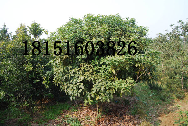 5公分6公分7公分8公分桂花樹價格信息