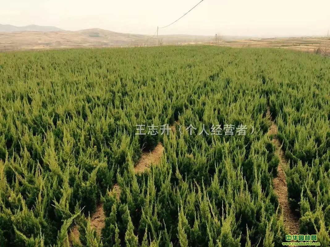 {(ln)ء硢S{(ln)硢Сءѻ硢K