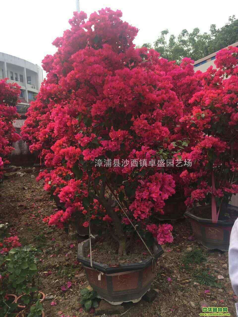 2017꾫ƷȻڷ~Ƭǘ^辰l