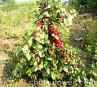 花椒苗、大紅袍花椒苗、花椒苗批發