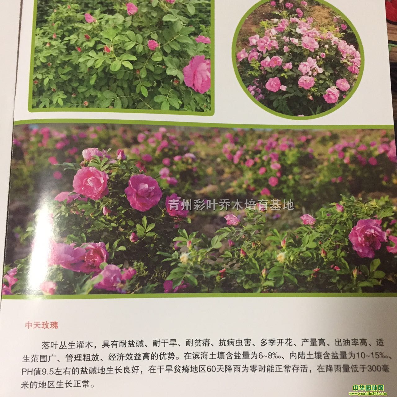 2017괺õǤǰA(y)(yu)ݶ