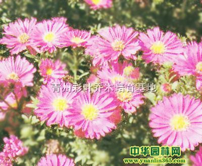 ݻϵаţȸݡf۾̫ꖻuڻŮѵ