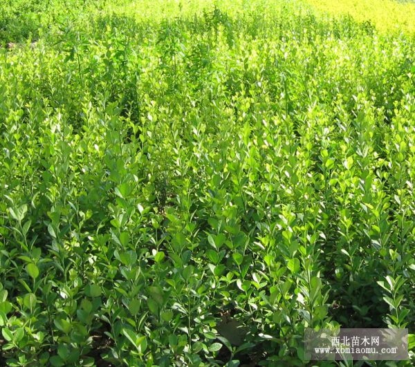 ۴607080z|l(wi)ì~Ůؑ