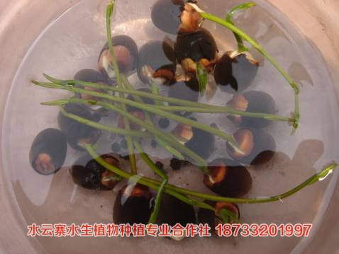 ɻNӡɻ˯ɏɏǧ˵ˮֲ