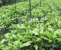 p40-100cm~ɺ򡢻~ɺɫK