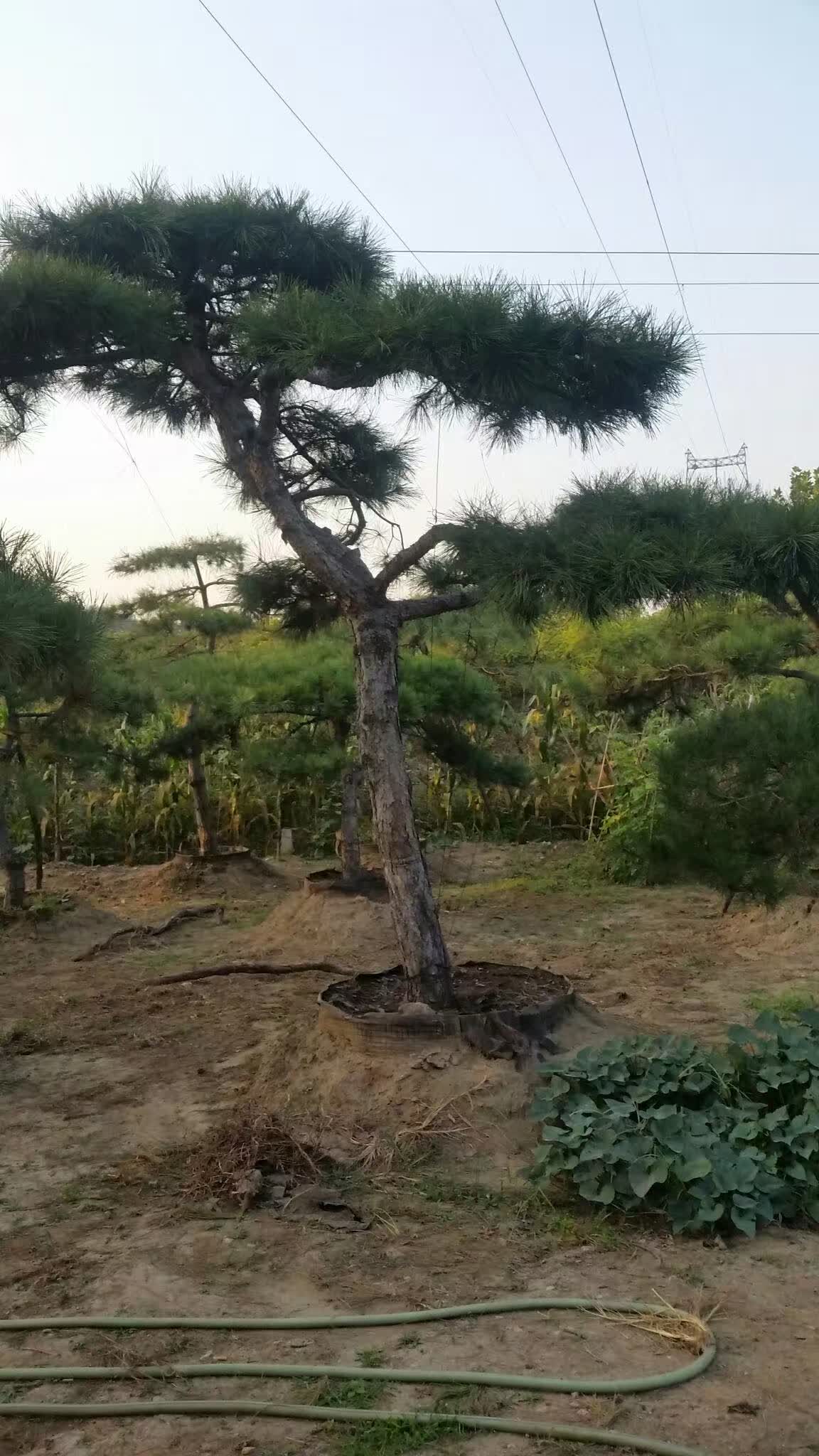 ̩ɽɡͺ^