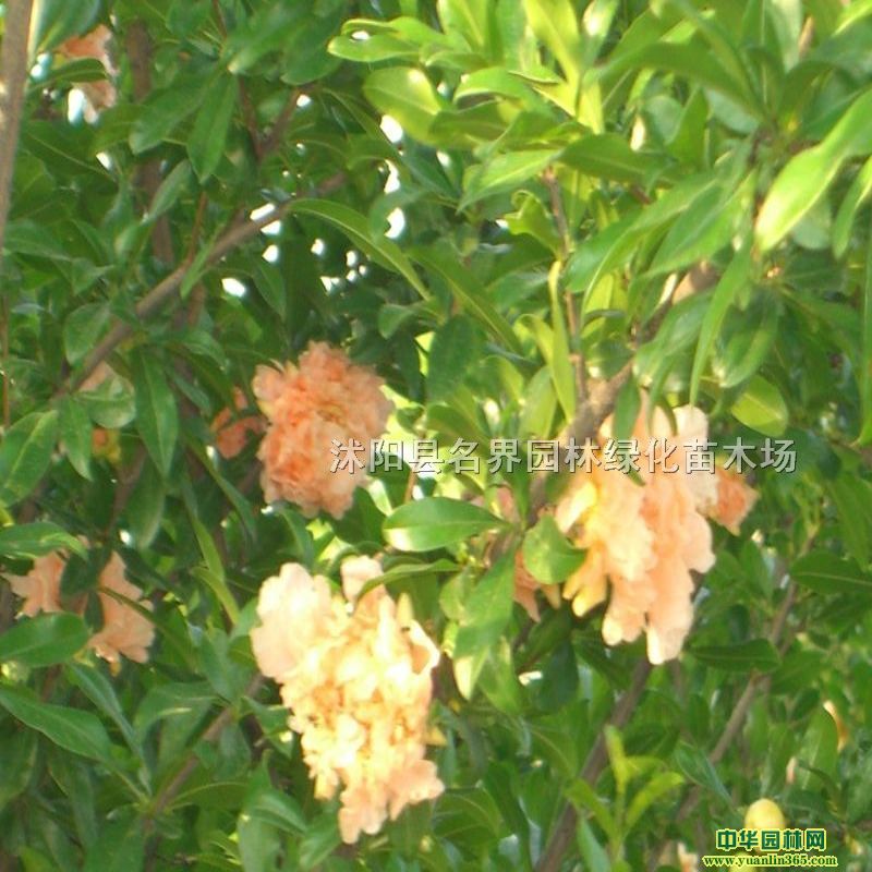 ʯ@־Gr(ji)͸r(ji)(yu)