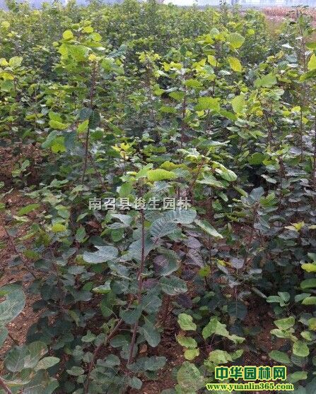 S硢硢K硢Ǘ硢m硢