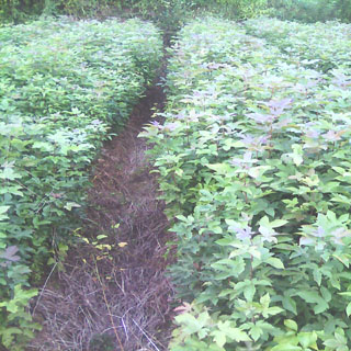 ľС硢ӢС硢С硢Сľ