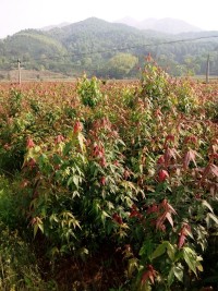 ľС硢RβС硢С硢ɼľС硢t~ʯСľ