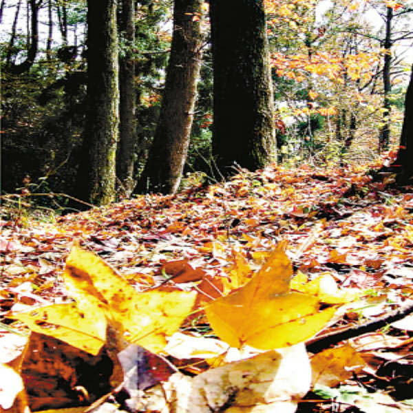 5-8-10-15-20ּt~ꡢ