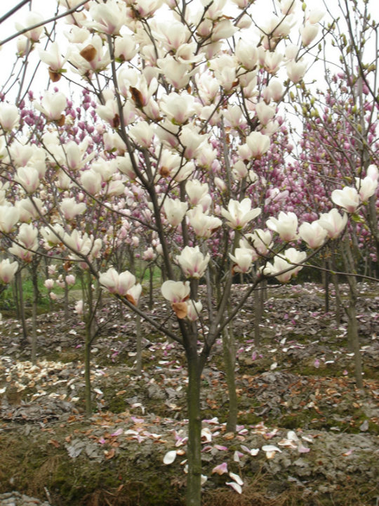 m~÷G~١ʯ