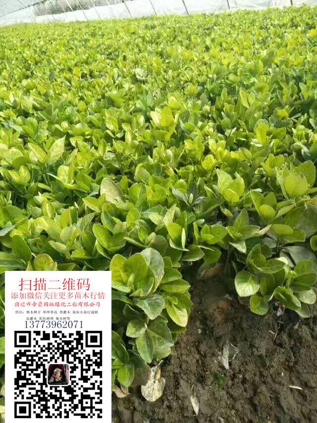 l(wi)ì硢ല硢S