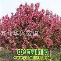 ӱkġkĻءkăr񡢽kďS