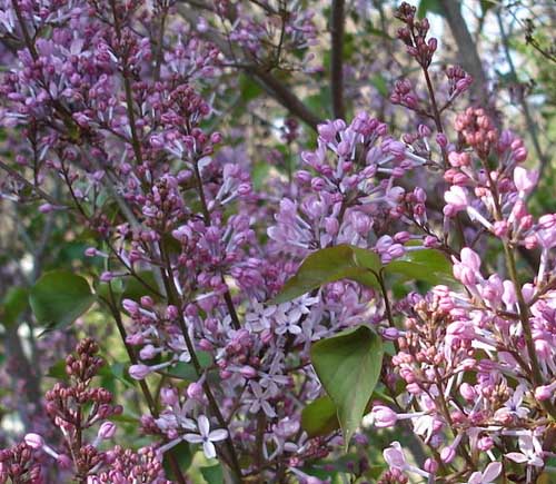 ϶㡢׶㡢R㡢ɽCա~