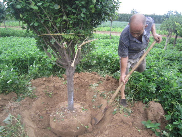 lì򡢪UlìˮD򡢽zľ޽lì