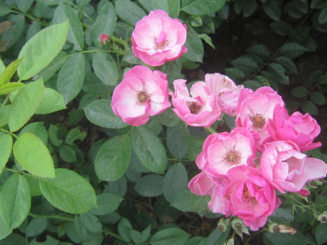 30-80cmٱ¼¼ر¼΢¼