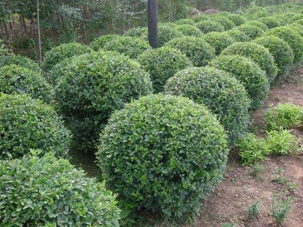 hԈˮDˮϞ߶1׹ڷ1lr