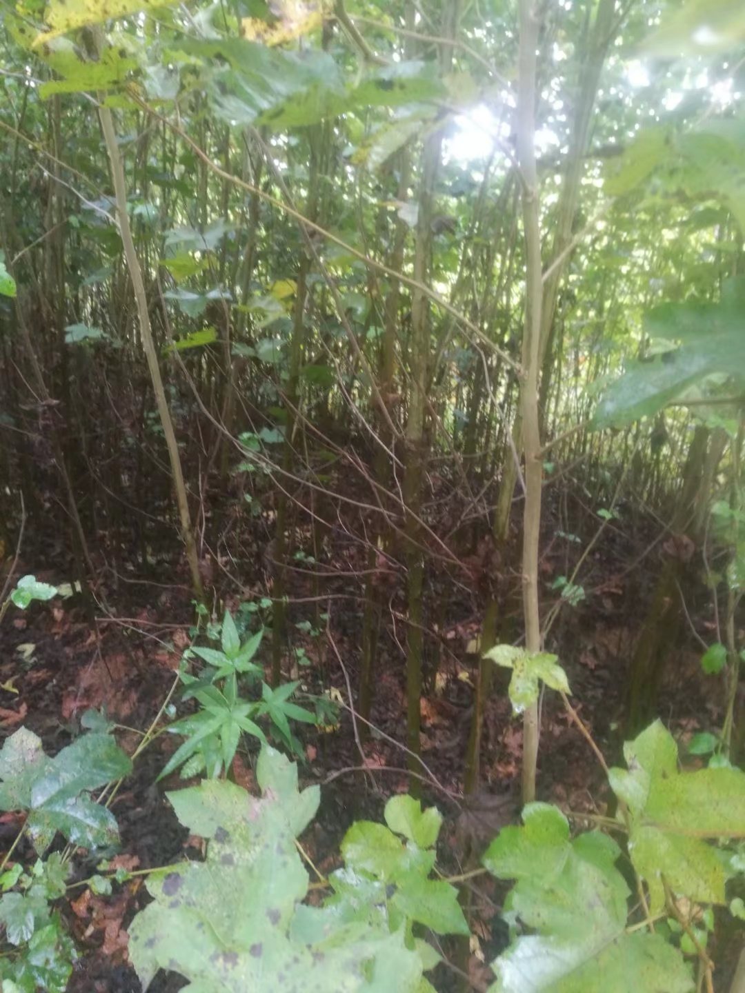 㡢ľɡɼľӢɡ_hɡtɼ