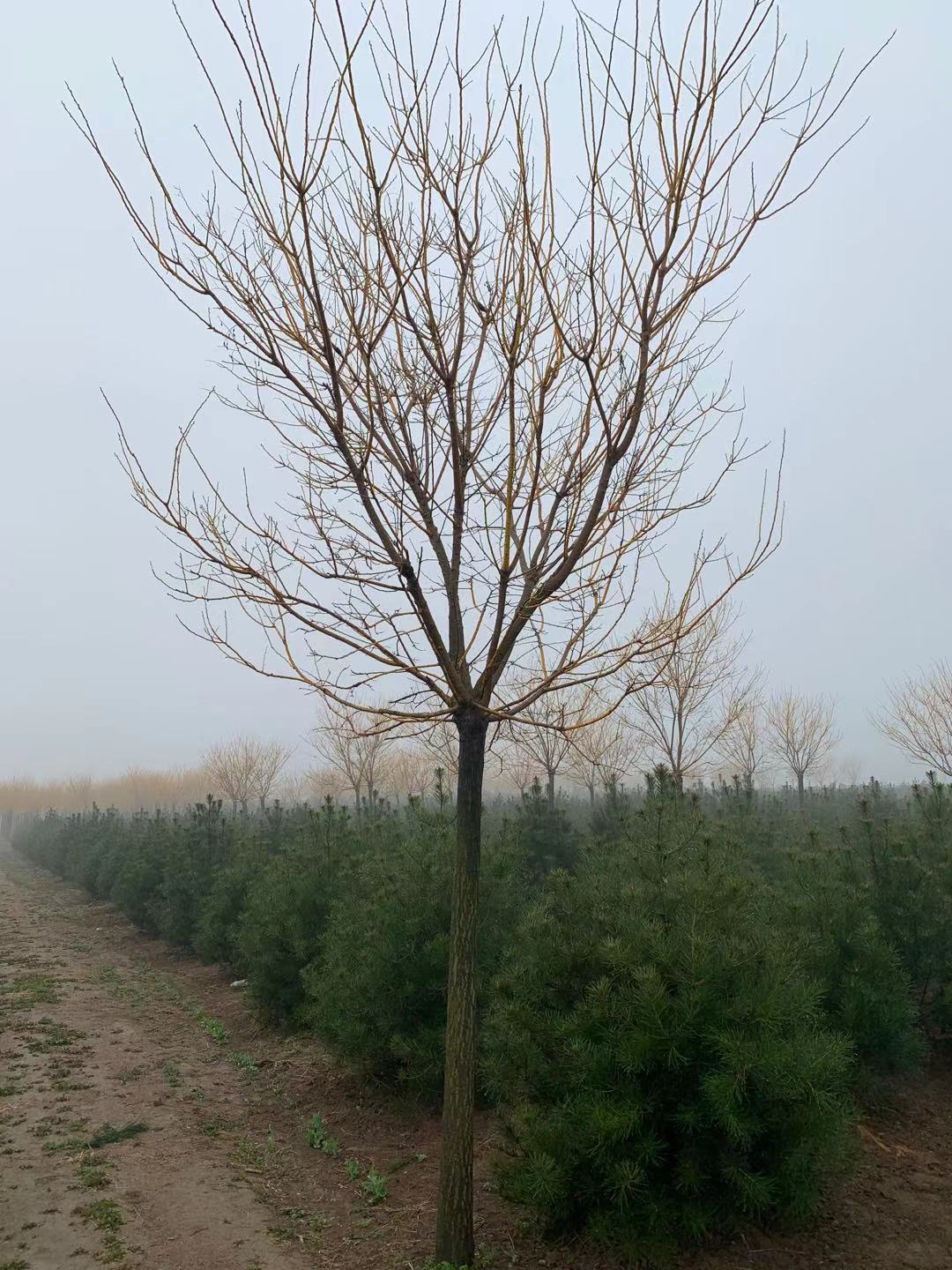 10-15߽ӽ֦1215S𻱺۳؛Դ