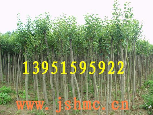 ߗU~ŮؑϚg#160t~Ҽt~tG÷