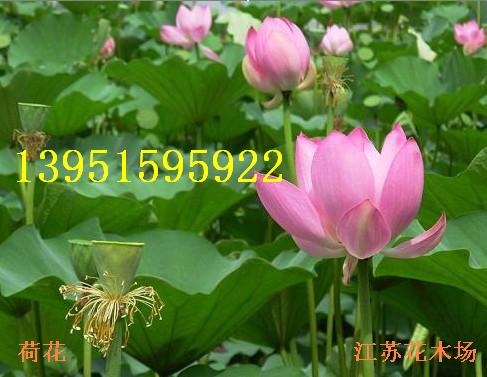 ˮؾG糣GˮSβSSβ׻Sβȹá˯ɏPɏ