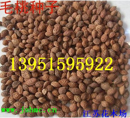 ɽëҡҡt~ҡҺˡ~÷t~Nӵ