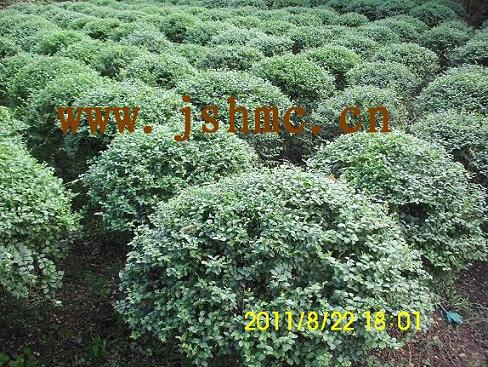 ~Ůؑt~СޡSС~Ůؑȹ