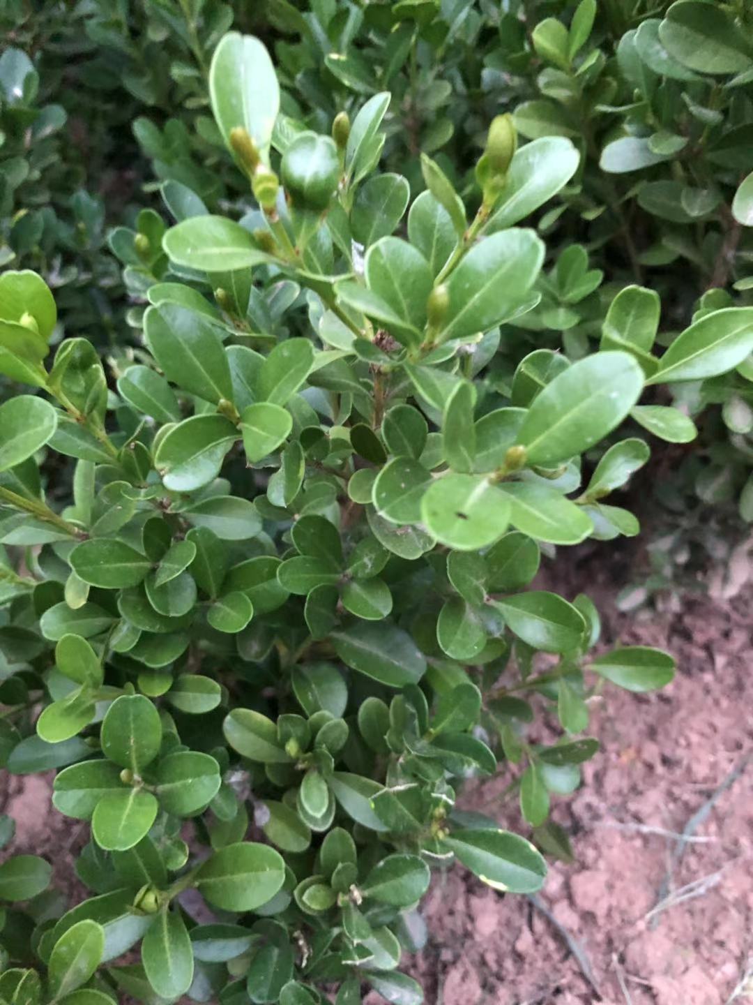 N辰زĹS~BNӭС~Ůؑ