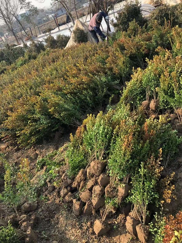 fС~ŮؑС~SSɫKr