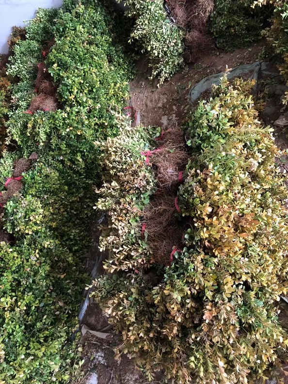 NҎS硢SS硢SС籣rfȫ