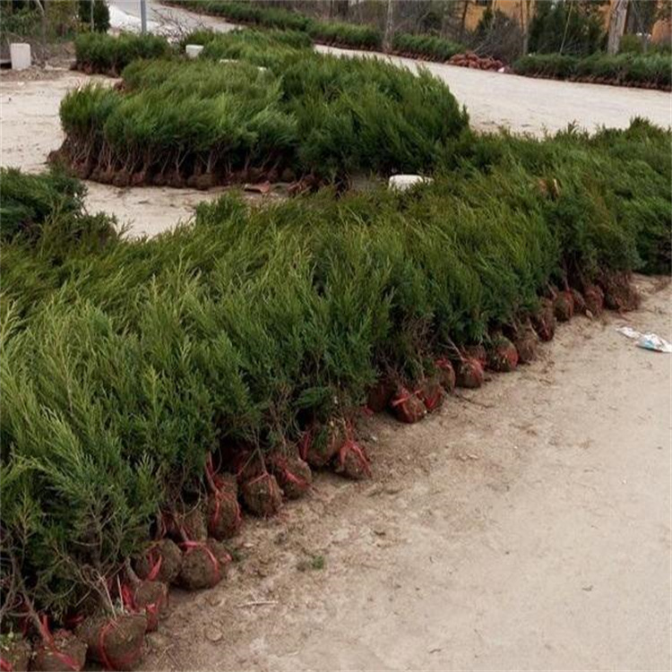 29f50ּ޽әuءϵl_SM