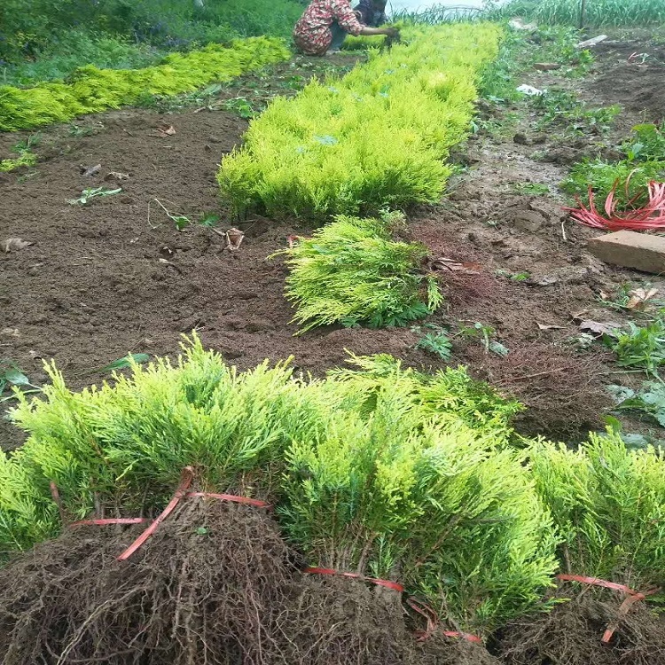 985f(wn)ͺ~ɫ׃شϵl(f)_(d)