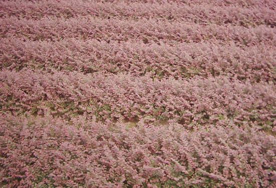 t^ľС~SȾGľ