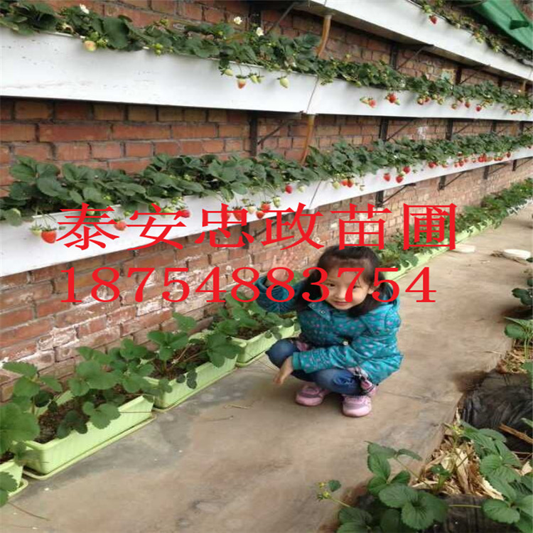 KݮaKݮ硢tݮ