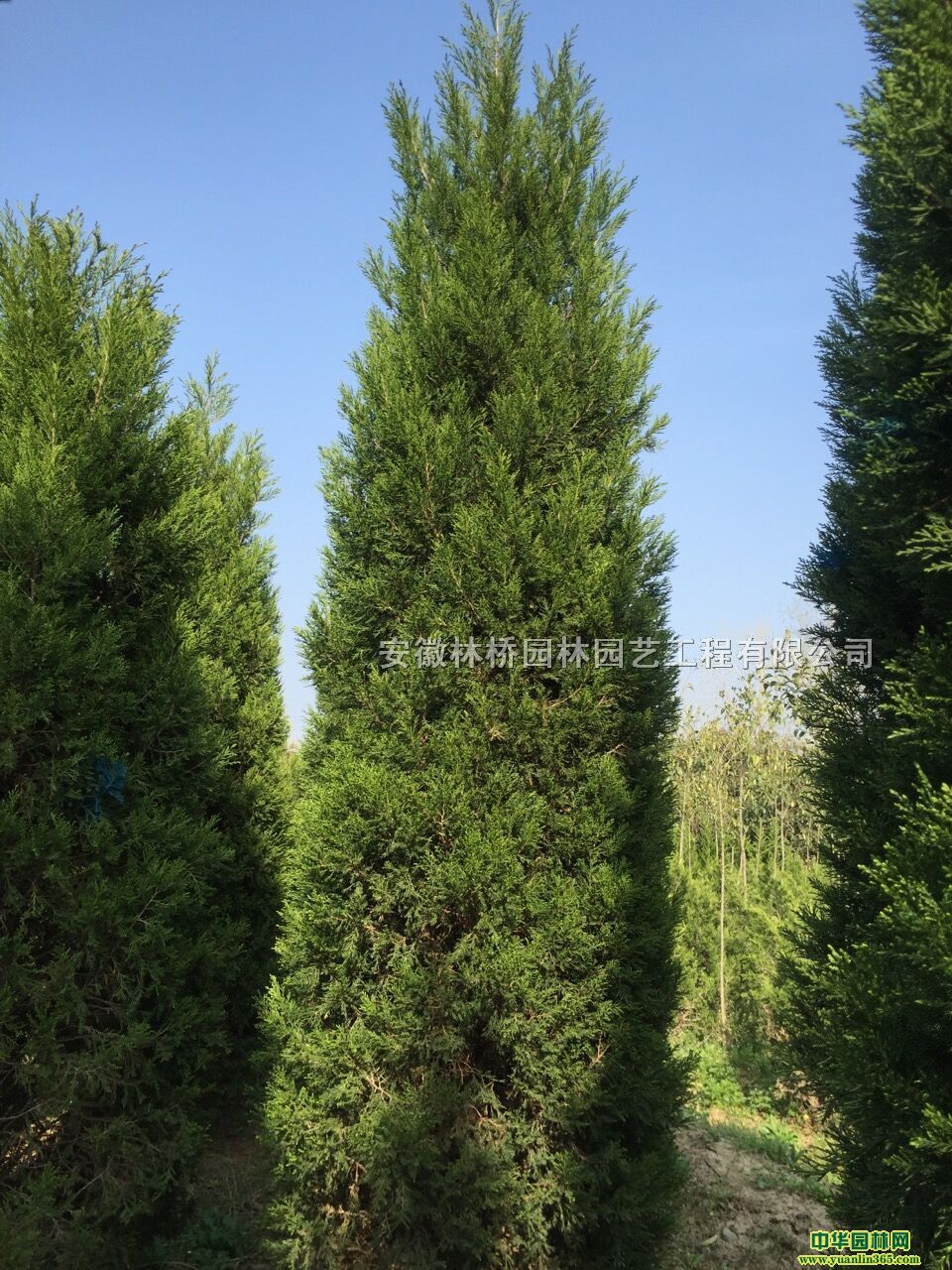 uؼؼmؼ~Ůؑؼt~ʯؼһϵоG