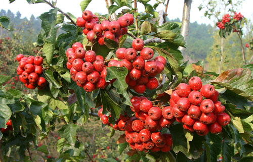 ɽ(yu)|(zh)ɽɽ