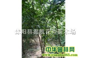 KD÷1.31.5׹ڷD÷|(zh)Ǻ