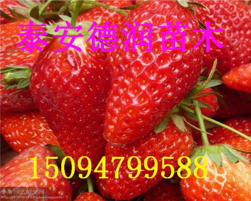 һ̖ݮr2017һ̖ݮB